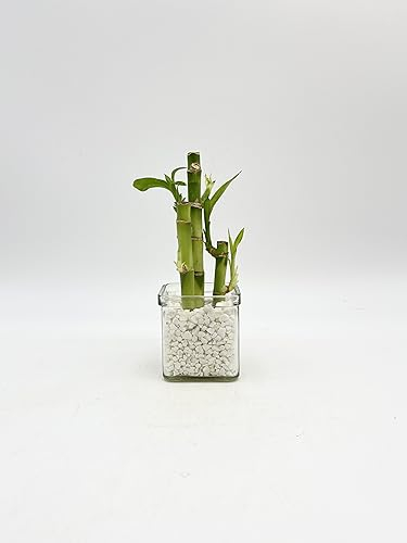 Lucky Bamboo Plant, Dracaena Sanderiana, Indoor Houseplant in 8cm Glass vase Pot, Gravel Included, Housewarming Gift JUST ADD Water