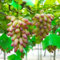 60 pcs weintrauben samen bäume kaufen nachhaltige geschenke für frauen weinreben weinrebe, bäume garten winterhart pflanze bohnenkraut bonsai bäumchen kaufen winterfeste pflanzen für
