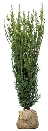 Eiben ‚David‘ – Taxus baccata – Heckenpflanze – Auswahl der Höhe 60–200 cm – immergrün & robust – ideal für dichte Hecken und Sichtschutz (Variante180-200cm)