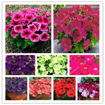 Blumensamen Petunie hängenden Petunien Samen Indoor-Blumen skgs Blumensamen -200 Samen