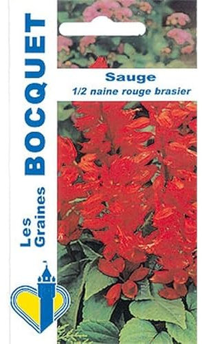 Sachet de graines de Sauge demi naine rouge - 0,3 g - fleur annuelle - LES GRAINES BOCQUET