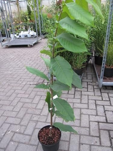 Asimina triloba Sunflower - Indianerbanane Paupau (Pawpaw) - selbstfruchtend 80-100cm