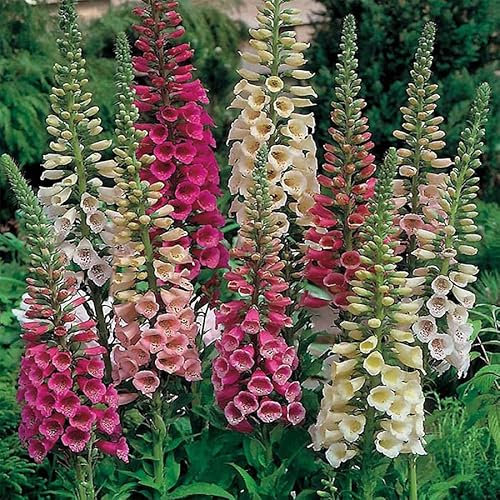 Foxglove Digitalis Purpurea Dalmation Peach, 6 Hardy Biennial Plants in 9cm Pots, Ready to Plant Out