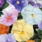 Pansy Plants, 'Water Colours Mix', 20 x Full Plant Pack, Bedding Plants, Garden Flowers, Pansies, Garden Ready and Ready to Plant, Premium Quality Flowers