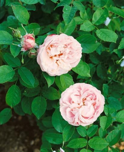 Rosa 'Little White Pet' 5-7,5 Liter Container - Zwergrose, weiße Blüten, Blütezeit Juni-September, ideal für Kübel, bienenfreundlich, pflegeleicht