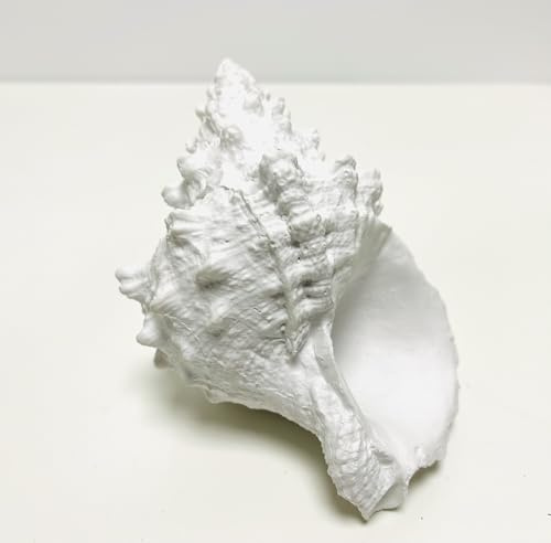 Artificial Coral Ornament, Resin Faux Coral Aquarium Decor White Coral Reef Decor Decorative Sea Coral Stony Coral Realistic Underwater Sea Plant for Fish Tank Decoration, Bathroom (Frog Shell Coral)