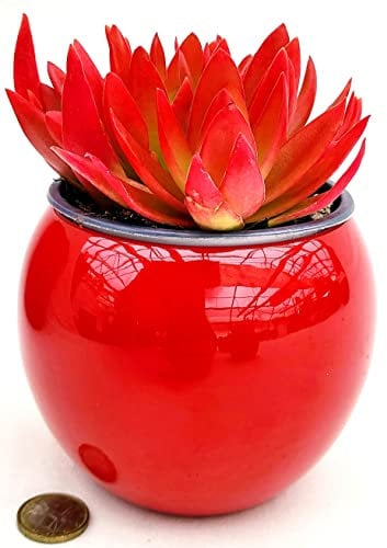 POWERS TO FLOWERS - PIANTA GRASSA, ECHEVERIA ROSSA NATURALE VULCANO, IN VASO CERAMICA ROSSO SFERICO, 13CM DIAMETRO, pianta vera
