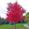 200 Pz Semi di Albero di Acero Rosso Pianta Ornamentale Miniascape Giardino Cortile Decorazione Bonsai Semi per Piantare Giardino Semi di albero di acero rosso