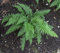 Dryopteris erythrosora Rotschleierfarn Staude im Pflanzcontainer im 9x9cm Topf gewachsen