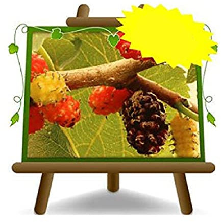 Gelsi Regina (Nero) - Pianta da frutto Antico su vaso da 20 - albero max 170 cm - 2 anni