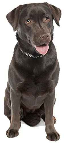 kleberio Aufkleber Labrador Hund selbstklebend Sticker Autoaufkleber Motorradhelm Dekoration Wohnwagen Heckscheibenaufkleber Car Set wetterfest 8 x 19 cm