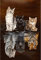 XIATIAN Diamond Painting Erwachsene Diamant Painting Bilder Kinder, 5D Diamond Painting Katze DIY Crystal Art Stickerei Kreuzstich Bilder Set für Wanddekoration 30x40cm