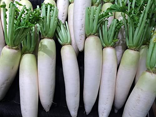 Lot de 500 Graines de Radis Rave Blanche - Longue Racine - Croquante et Savoureuse - Reproductibles - Croissance Rapide