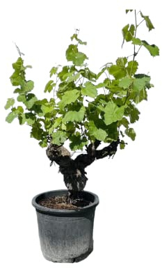Weinrebe, Vitis Vinifera, Monastrell alte knorrige Weinrebe - Winterhart - Obst - 100 Zentimeter inkl. Topf - A+ Ware