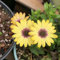 100 pcs Osteospermum ecklonis samen kleines geschenk für frauen winterharte stauden mehrjährig pflanztöpfe indoor garten geschenk bienenweide saatgut pflanzensamen blumendeko blumenwiese