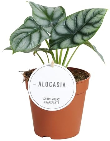 Alocasia Silver Dragon - 25cm - Ø12cm - Plante d'intérieur