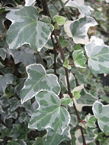 Hedera helix Glacier - buntblättriger Efeu - weiß-grüner Efeu - 60-100 cm
