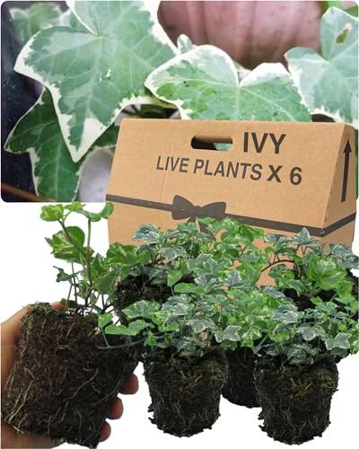 Large Evergreen English Ivy Plants – 6 Silver Colour. Indoor & Outdoor, Climbing, Trailing & Fast Growing Perennial Creeper in Full Sun or Shade. 10.5cm Potted Size, Well Rooted & Established.