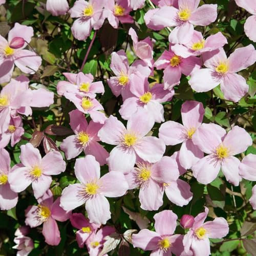 Clematis 'Rubens', 2er-Set, hellrosa, Höhe 60-80 cm, Topf 2 Liter