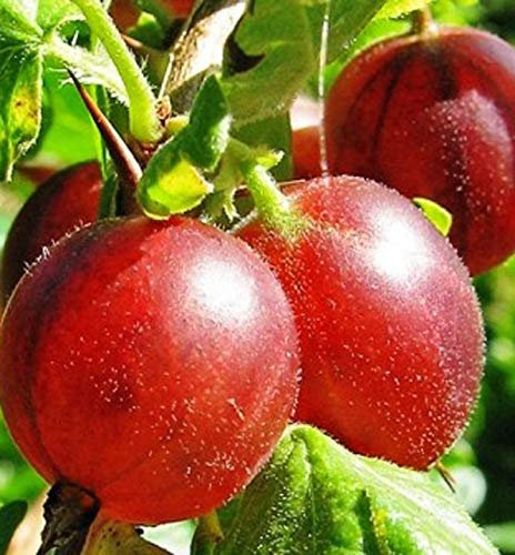 Portal Cool Plant 1 grosella espinosa 'Captivator' / Ribes uva crispa, tallos múltiples, 3-5 Ramas