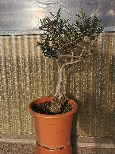 Bonsai di Ulivo, Olea Europea, Piante Ornamentali, Pianta Bonsai.