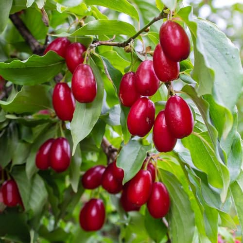 10 pcs kornelkirsche kaufen samen, kornelkirsche baum, zimmergewächshaus anzucht, exotische pflanzen samen hartriegel samen (Cornus officinalis) obstbäume, zimmerpflanzen winterharte