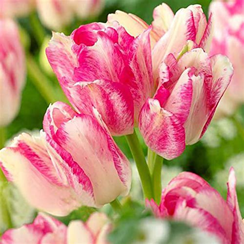 50 Stück Tulpenzwiebeln Winterhart Mehrjährig, Tulpen Samen für Garten und Balkon, Tulpen Pflanzen, Garten Blumen, Ideale Garten Pflanzen, Balkon Pflanzen, 50Pcs Tulip Seeds (Rosa & Weiß)