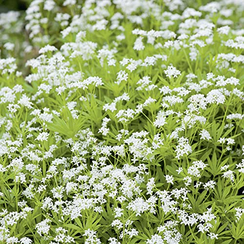 3 x Echter Waldmeister - Galium odoratum