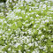 3 x Echter Waldmeister - Galium odoratum