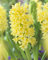 Ponak Neu 100pcs Hyazinthe Blumensamen gelb