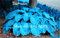 20pcs / sac Hosta graines graines de fleurs de lys fleur de dentelle blanche dentelle bricolage jardin couverture de sol plante facile à cultiver
