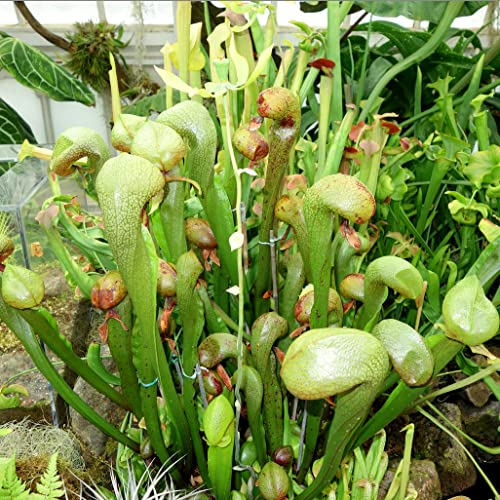Cobra Lily California Pitcher Plant 'Darlingtonia Californica' Rare Carnivorous Plant Seeds - 5 Seeds