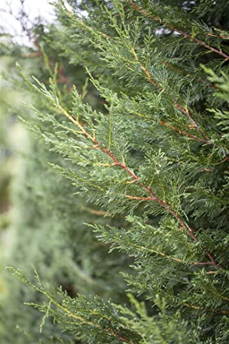 Cupressocyparis leylandii 'Typ 2001' 200-225 cm - Leyland-Zypresse, immergrün, ideal als Sichtschutzhecke, schnellwachsend, winterhart