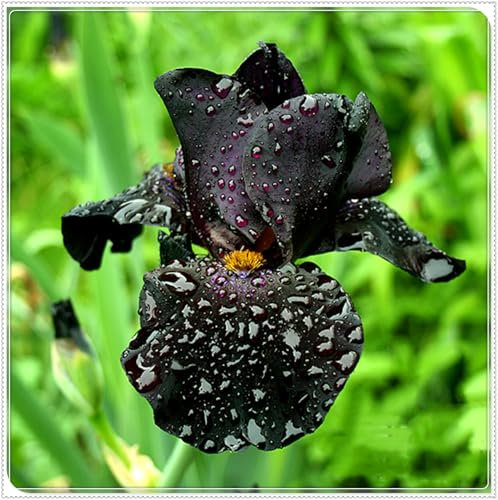 Bulbo Di Iris, Iris Barbuto,Bulbi Da Fiore Iris,Fiore Di Iris,Perenne, Bellissimo, A Forma Di Farfalla,Bulbi Di Piante Iris-5bulbi-A