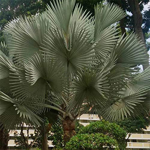 Portal Cool Bismarckia Nobilis 'Silver' - 5 Semillas - Madagascar Palma