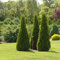 vegherb 40 Semi piramidale Americano Semi Tuia Albero (Thuja occidentalis)