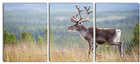 Pixxprint Rentier in Norwegen als XXL Leinwandbild in Übergröße 180x80cm Gesamtmaß 3 teilig, Wandbild, Kunstdruck