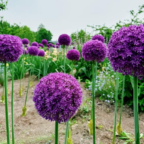 6 pcs allium zwiebeln, lila kugel zierlauch,riesenlauch bonsai topf winterharte kübelpflanzen zimmerpflanzen stauden winterhart mehrjährig allium pflanze pflanzen garten gewächshaus