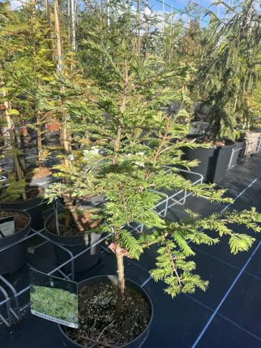 Dawn Redwood 'Hamlet's Broom' Dwarf Variegated Metasequoia glyptostroboides Tree
