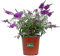 Pianta di Buddleja Davidii Albero delle Farfalle pianta ornamentale da esterno pianta vera da fiore vari colori venduta da eGarden.store(Buddleja Davidii Purple)