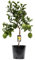 Agrumi Limone - 70-80cm - Ø22cm - Pianta da giardino