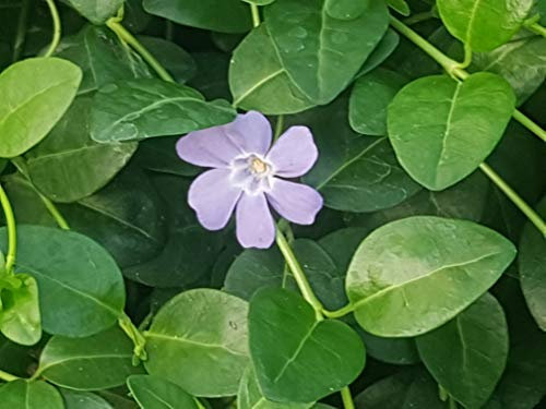 Bodendecker Vinca minor T.B.9 3-5 Triebe 75 St.