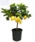 SAVINI VIVAI Pianta di Limone Albero Agrumi Carrubaro Limone ad Alberello in Vaso da 20 cm altezza 70 cm 2-3 Anni di innesto Made Italy