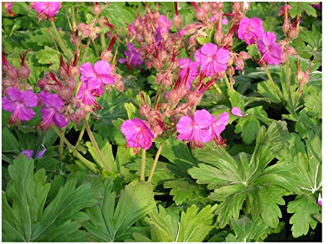 10 x Geranium macrorrhizum 'Bevan's Variety' (Winterhart/Stauden/Staude/Mehrjährig/Immergrün/Bodendecker) Balkan Storchschnabel - Blühfreudiger Bodendecker mit Duftbonus - von Stauden Gänge