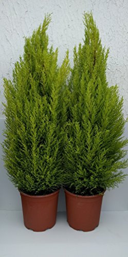 Cupressus Macrocarpa - Goldcrest - Lemon Scented Conifer Set of 4 x Approx. 40cm Tall (Live Plants)