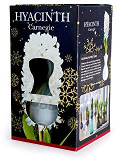 Hyacinth Bulb Carnegie Size 15/16 (1Bulb) comes with White Glass Vase