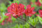 Rhododendron luteum 'Tunis' 30-40 cm - Azalee, leuchtend gelbe Blüten, Blütezeit Mai-Juni, ideal für Rabatten, bienenfreundlich, winterhart