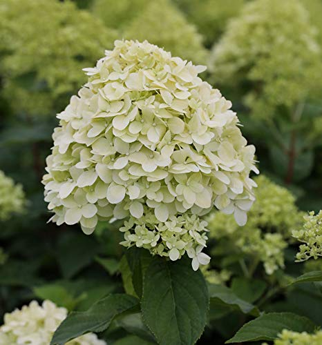 Rispenhortensie Limelight® 60-80cm - Hydrangea paniculata
