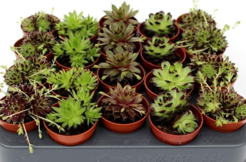 20er Set Sempervivum Mix Hauswurz winterhart - echte Pflanze - Sukkulente Gartenpflanze (Hauswurz Mix)