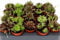 20er Set Sempervivum Mix Hauswurz winterhart - echte Pflanze - Sukkulente Gartenpflanze (Hauswurz Mix)